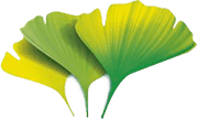 Ginkgo biloba para la salud articular Ginkgo biloba - ingrediente principal de Artimovi para reducir la inflamación
